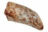 Fossil Phytosaur Tooth - New Mexico #192585-1